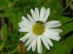 Kalimeris incisa 'Alba'Zomeraster bestellen